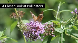 A Closer Look at Pollinators