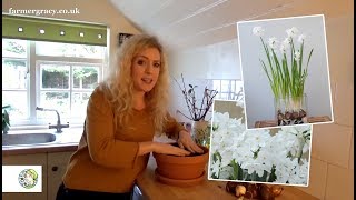 How to grow Paperwhites (bulbs) indoors - FarmerGracy.co.uk