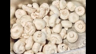 Champignons de Paris en bocaux