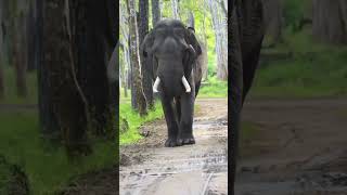 Wild Guys🐘🍃 |Like & Subscribe #tuskers #like #subscribe #tuskology