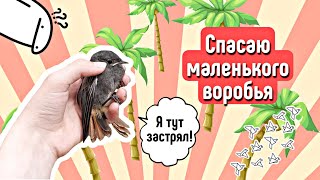 ВОРОБЕЙ В ГАРАЖЕ🕊\\ выпускаю на улицу🏡\\ яХрумка