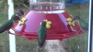 Hummingbirds...LOTS of them!