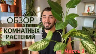 Мои проблемные растения, что с ними делать?