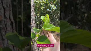 Mulberry trees update #shorts #mulberryfruit