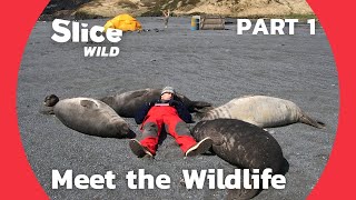 A Man among Orcas, Seals and Penguins | PART 1| SLICE WILD