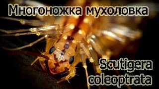 Многоножка Мухоловка обыкновенная / Scutigera coleoptrata.