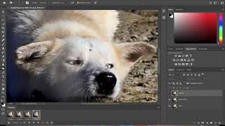 PhotoShop Export to GIF