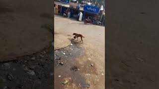 Dog at BusStand of MRAMPUR Kalahandi Odisha