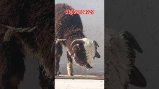 🐼Panda 🤎🤍 Abluck Long Tail sheep 6 Months #sheep #song #bollywood #music #love #cover #religion #cow