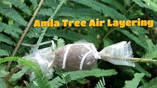 Amloki or amla tree air layering propagation