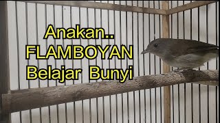 Anakan Burung FLAMBOYAN Belajar Bunyi/ Berkicau #masteran #flamboyangacor