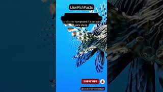 LionFish Facts!  #animals #facts #wildlife #youtubeshorts #nature #sealife #marine #shorts