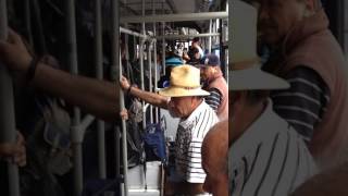 Buskers on Transantiago bus