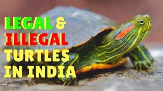 Legal & Illegal Turtles In India