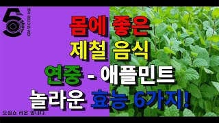 몸에 좋은 제철 음식 연중 - 애플민트 놀라운 효능 6가지!