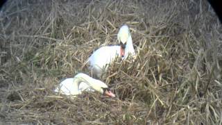 Swans nest building, Stanwick Lakes, Northants