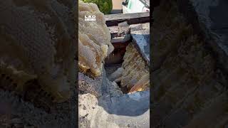 Uncovering a Honeybee Hive on a roof 😲 (🎥: ViralHog)