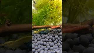 Shrimps Aquarium Yellow Blue Red Beautiful #neocardina