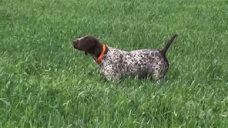 Kurzhaar Biba di san Fiorano di pernici