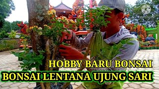 DENGAN CARA INI MEMBUAT BONSAI LENTANA JADI MUDAH