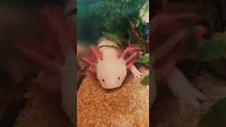 Axolotls and regeneration  #youtubeshorts #axolotl #aquarium #aquascape #amphibian #albino #animals