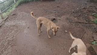 EARLY MORNING HIKE TO MATHERAN_010