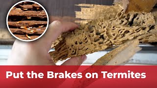 Good Ideas To Stay Protected From Termites