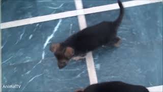 Baby German Shepherds Swimming - CUTEST Compilation