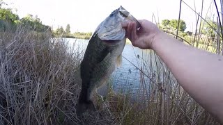 Post Spawn Bass Fishing with Flukes and Frogs