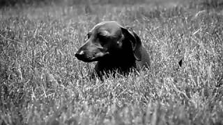 Brownie the Hottdogg enjoying the outdoor breeze