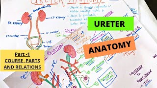 URETER ANATOMY | Course, Parts, Relation | Part 1 | Suyash Shukla