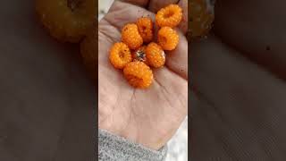 Special fruit in kinnaur l #viralvideo