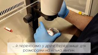 Step-by-step work of an embryologist: thawing of embryos. Робота ембріолога: розморозка ембріонів.