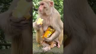 #youtubeshorts #funny #short #monkey #sadmonkey