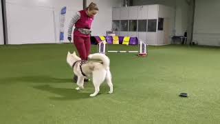 обучение щенка хаски аджилити. Vendigo Lonely Star. / husky puppy agility training