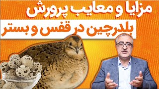 مزایا و معایب پرورش بلدرچین در قفس و بستر