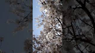 Spring 🌸🌸 #shortvideo #aesthetic #blossom #桜