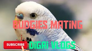 budgies mating