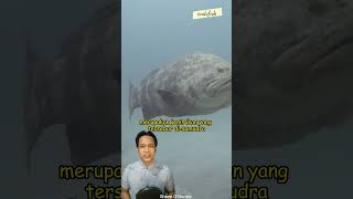 Atlantik Goliath Grouper Ikan Kerapu Terbesar Di Dunia #shorts