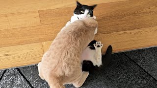 Young Cat Annoys Senior Cat