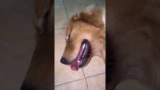 golden retriever bobok manja