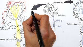 Neurology l Motor system ( Upper Motor Neuron and Lower Motor Neuron ) Pyramidal tract