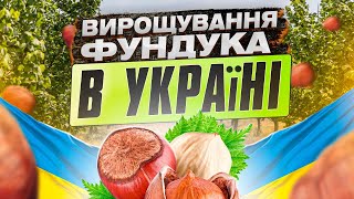 Вирощування фундука в Україні. Позакореневі підкормки саду та Ірландський досвід збереження ґрунту.