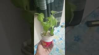 money plant tree