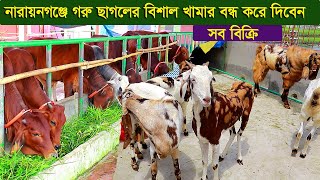 নারায়নগঞ্জে গরু ছাগলের বিশাল খামার বন্ধ করে দিবেন সব বিক্রি dairy farm