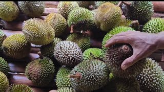 Aslinya durian lokal Marabuana