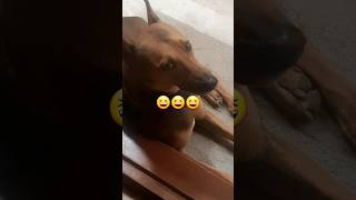 #trending savala#doglover #funny