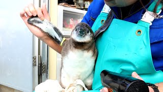 《鳥羽水族館》ペンギンの雛、初めてのお風呂　Penguin Chicks' First Bath