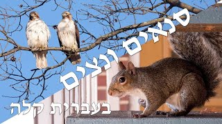 כל סנאים ערבים זה בזה (חסז"ל)