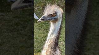 A beleza exótica do EMU